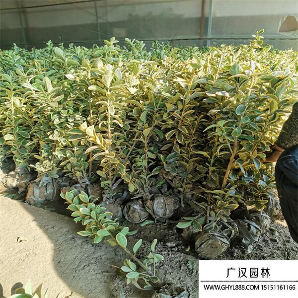 金邊黃楊 (1).jpg