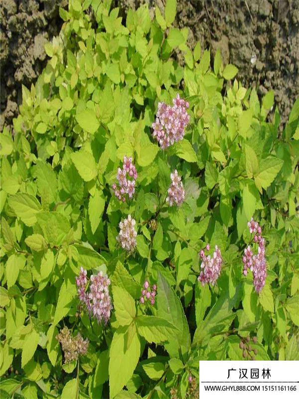 金山繡線菊 (2).jpg