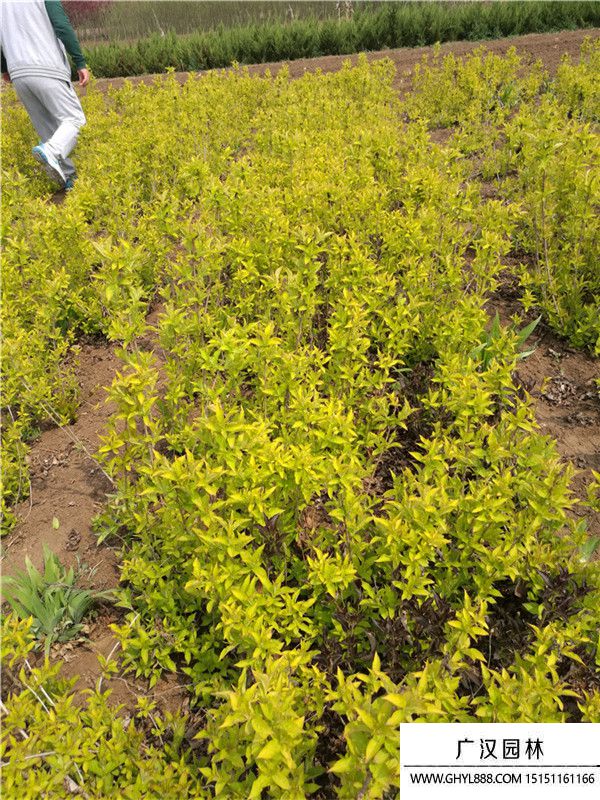 金葉錦帶 (2).jpg