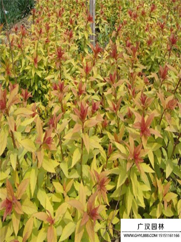 金山繡線菊 (9).jpg