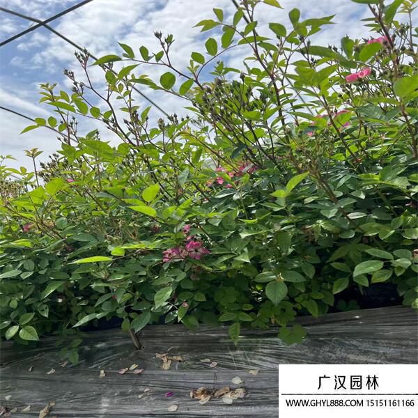 豐花月季 (3).jpg