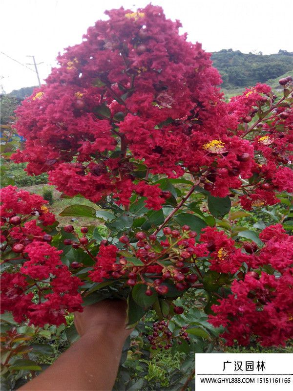 美國紫薇 (5).jpg