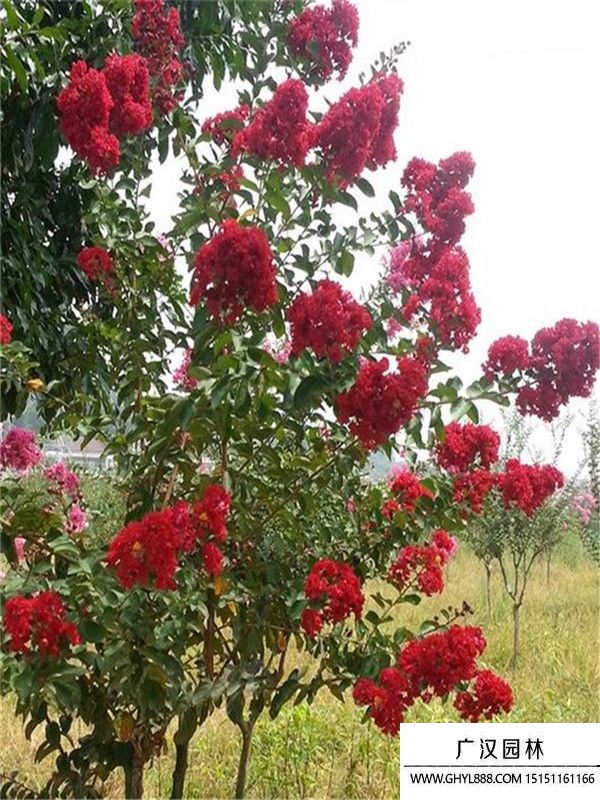 美國紫薇 (1).jpg