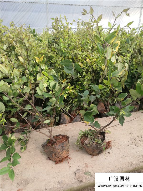 金森女貞苗 (5).jpg