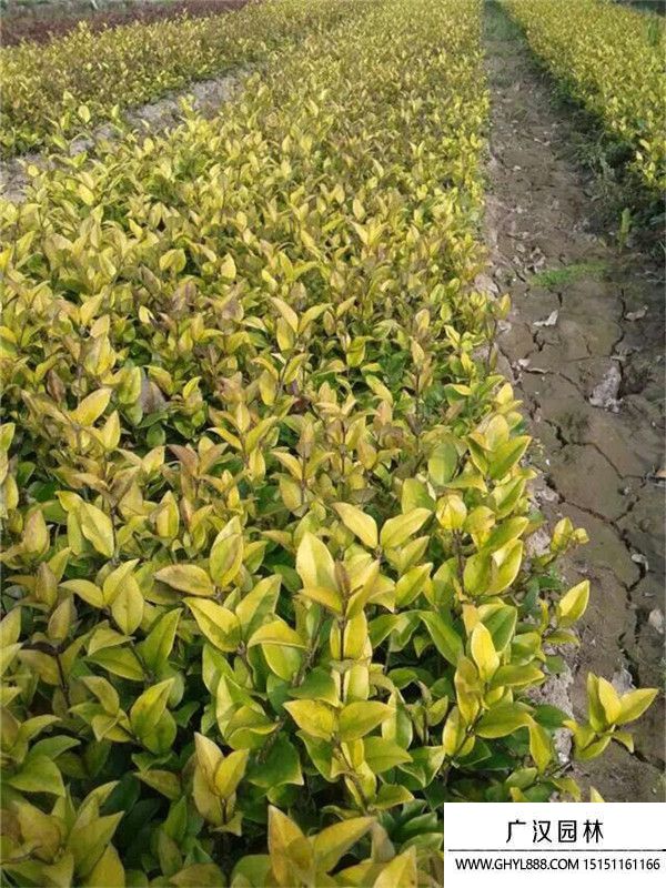 金森女貞苗 (8).jpg