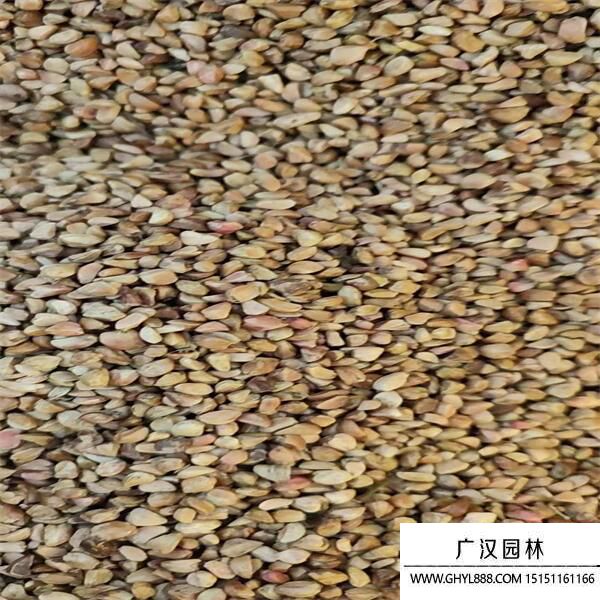 黃刺玫種子 (1).jpg