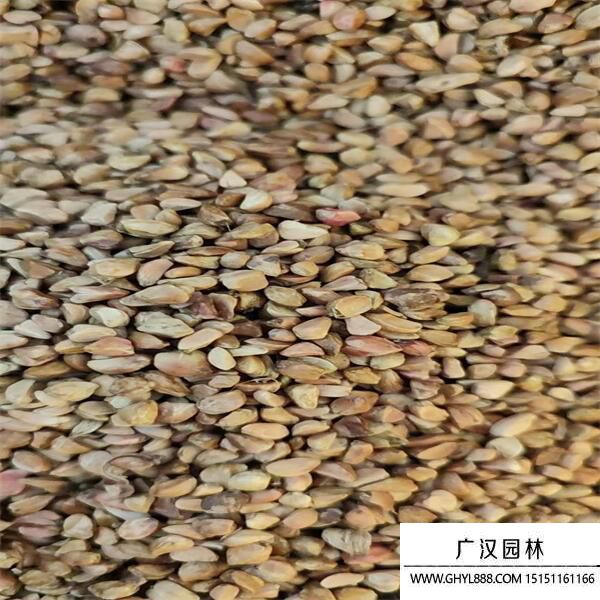 黃刺玫種子 (3).jpg