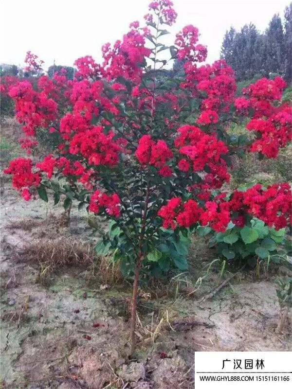 美國紫薇 (11).jpg