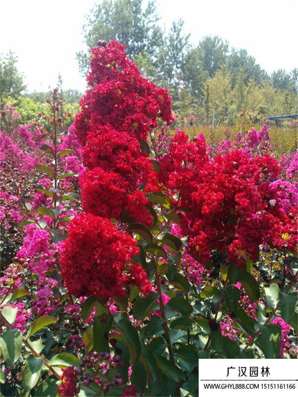 美國紫薇 (12).jpg