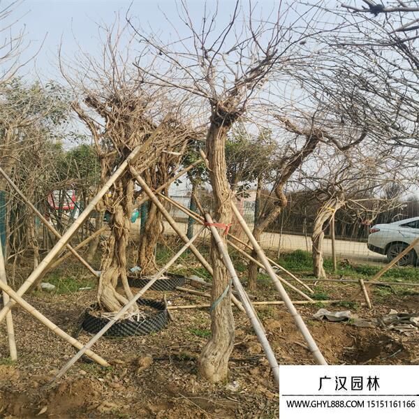 美國凌霄 (8).jpg