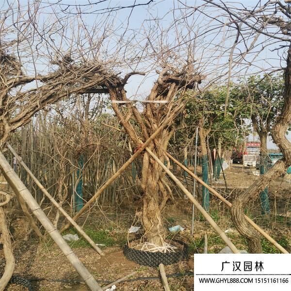 美國(guó)凌霄 (6).jpg