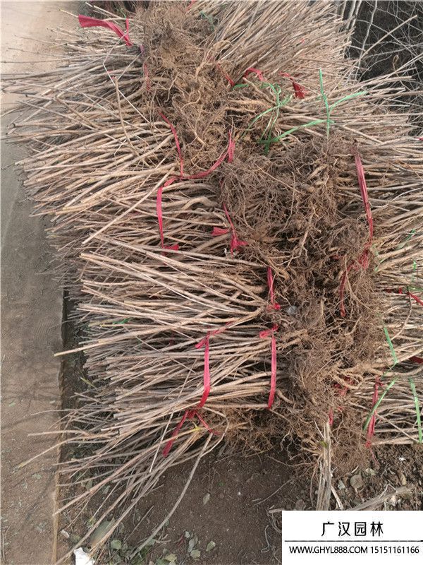 金葉錦帶 (7).jpg