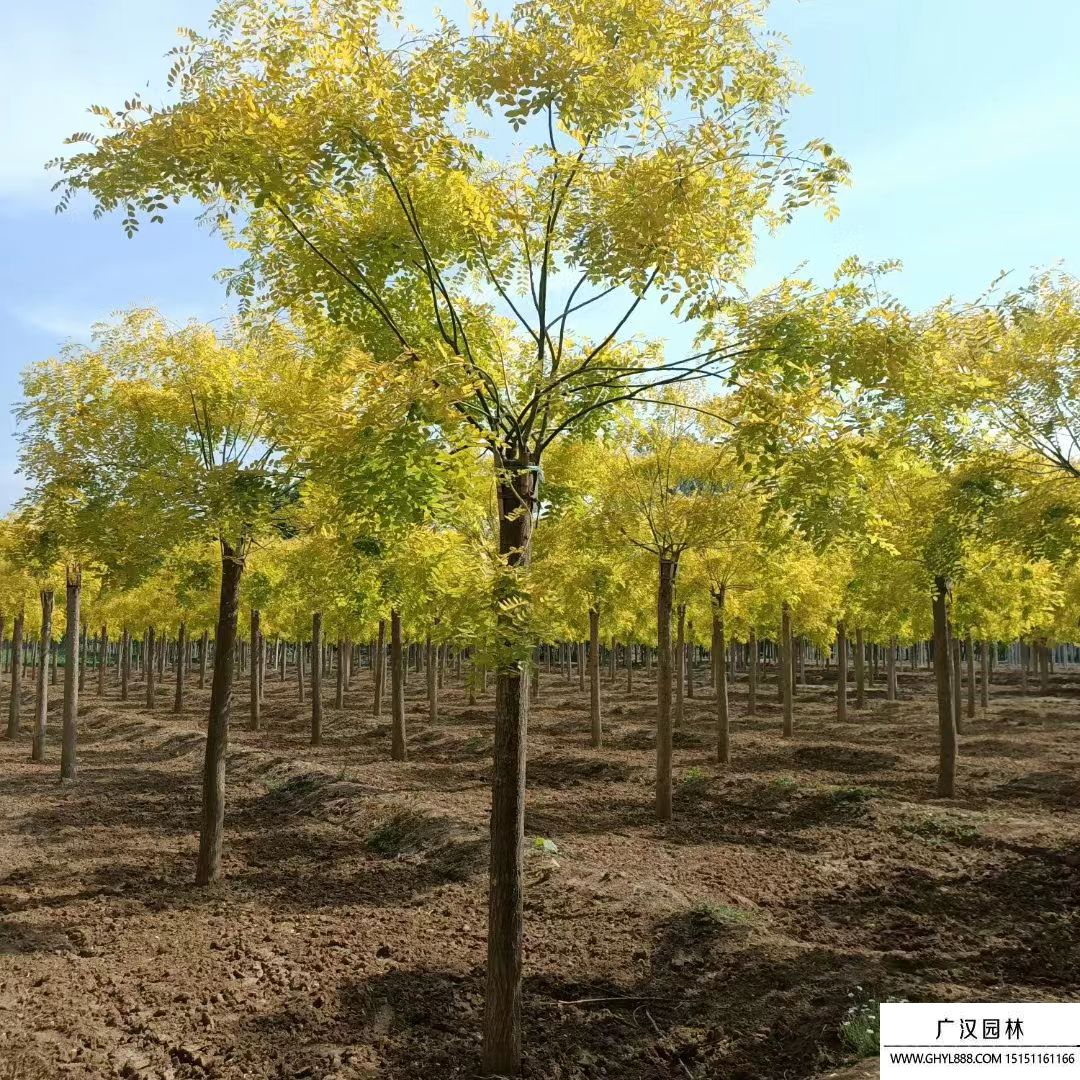 金葉國槐 (11).jpg