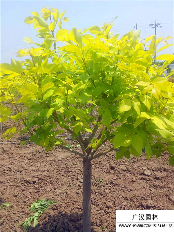 金葉白臘  (7).jpg