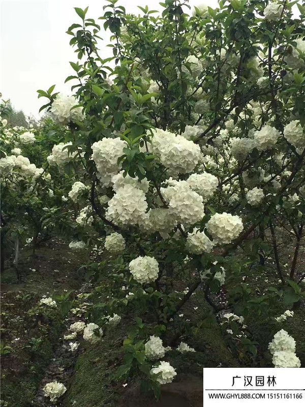 木繡球花 (3).jpg