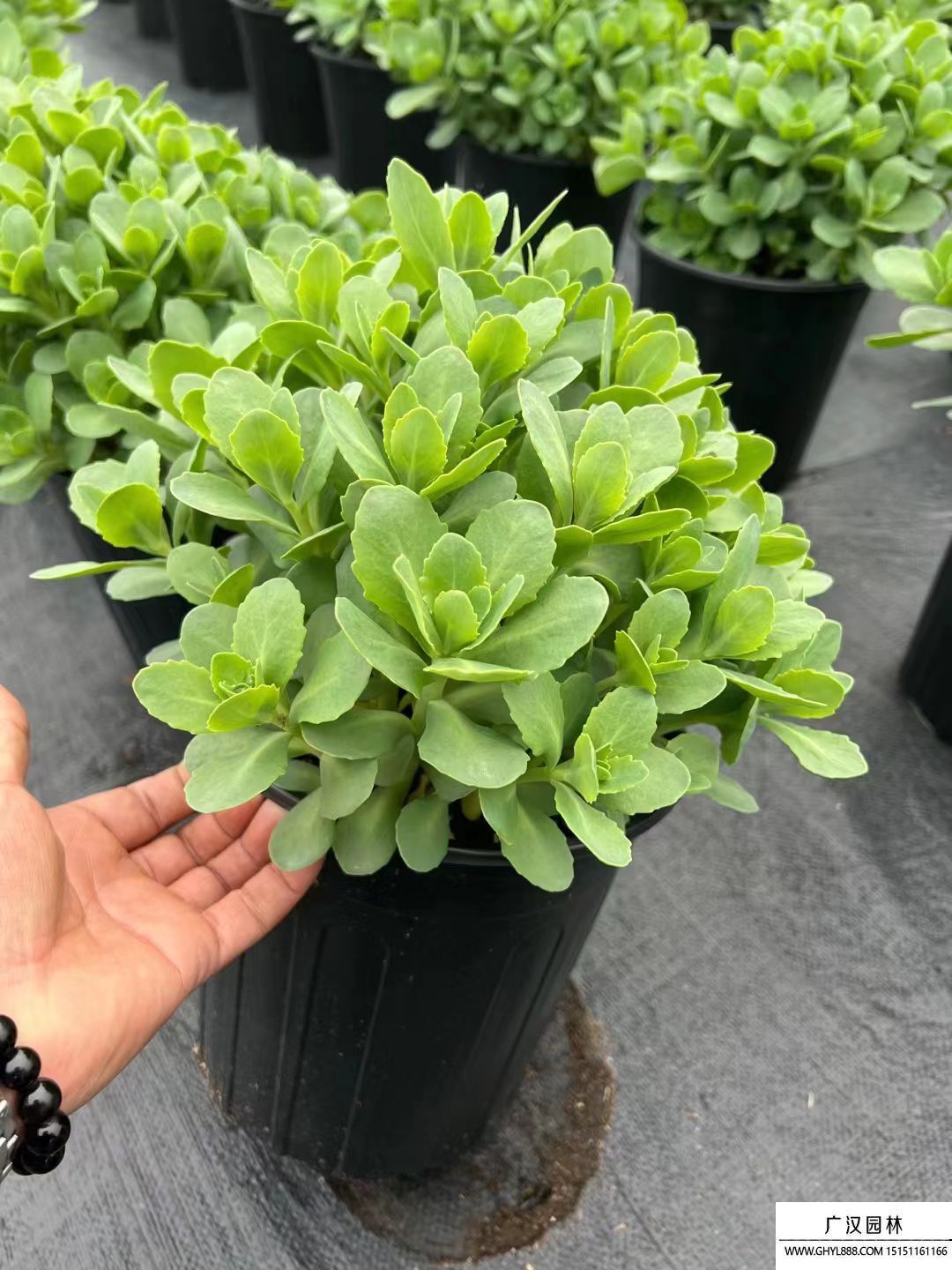 八寶景天 (2).jpg