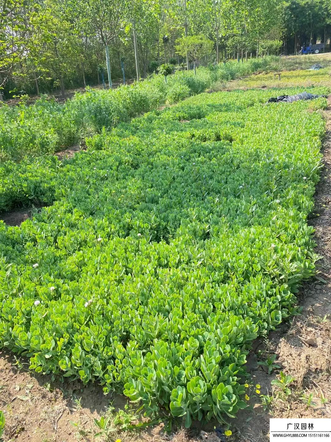 八寶景天 (4).jpg