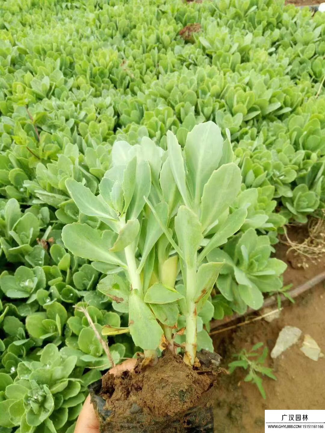 八寶景天 (7).jpg