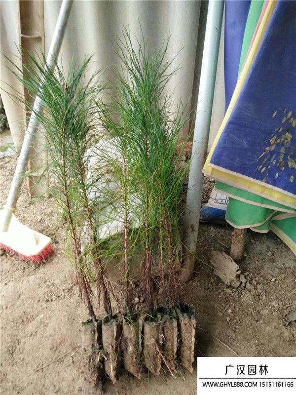 馬尾松苗 (3).jpg