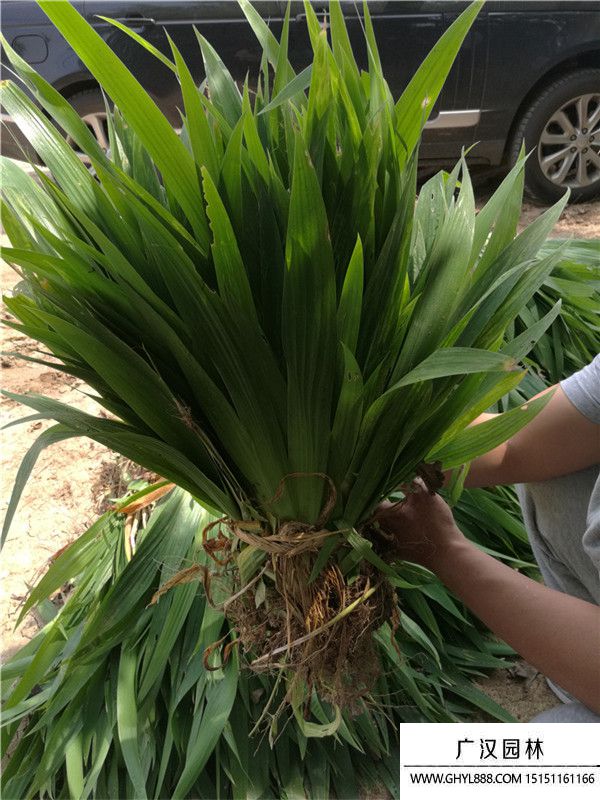 藍花鳶尾 (6).jpg