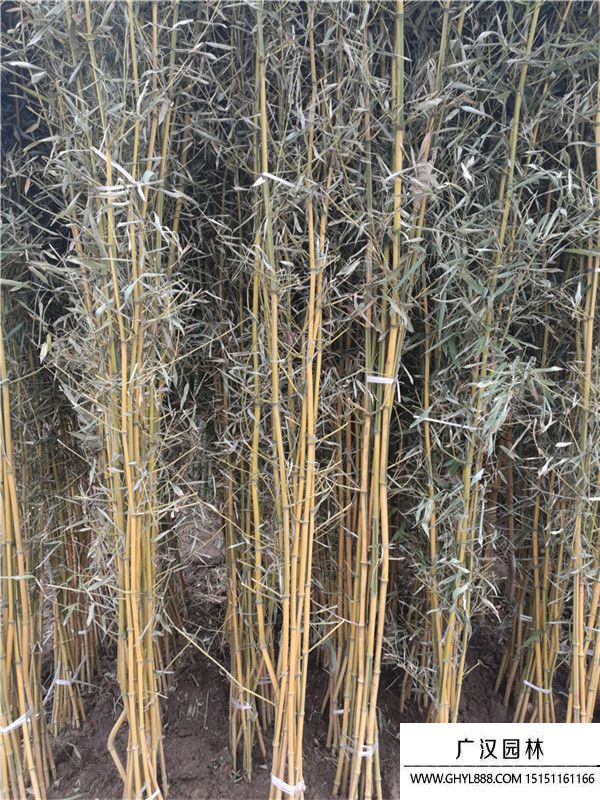 金鑲玉竹 (1).jpg