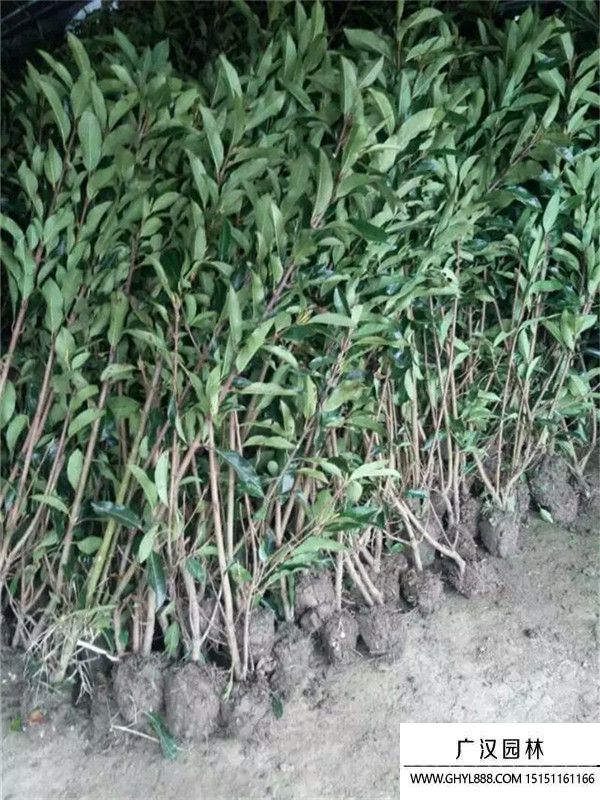 法國冬青 (5).jpg