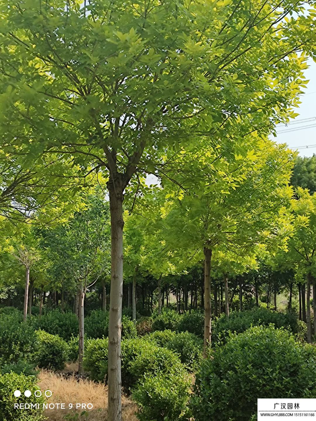 金葉白臘 (2).jpg 金葉白臘 (2).jpg