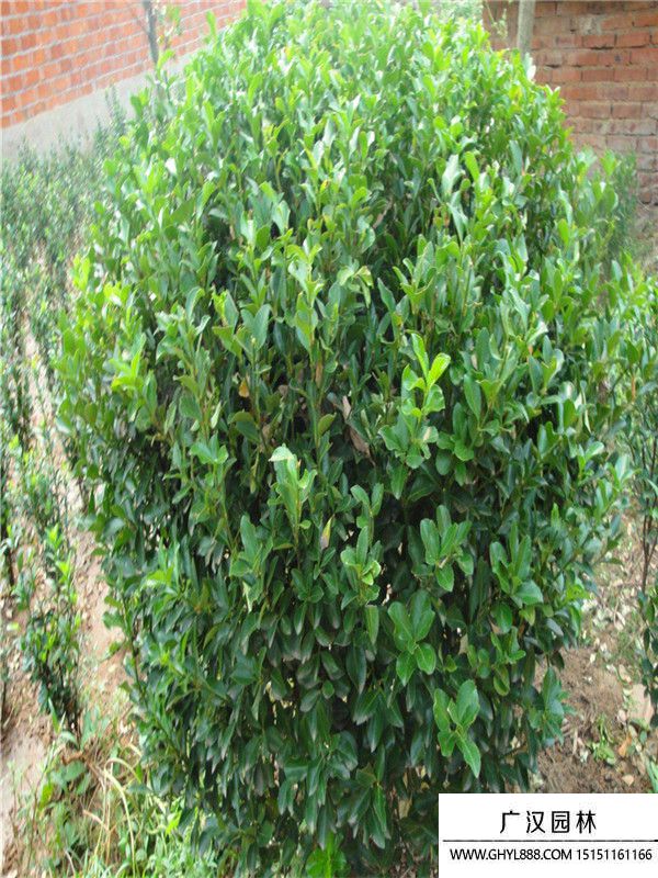 膠東衛(wèi)矛球 (11).jpg