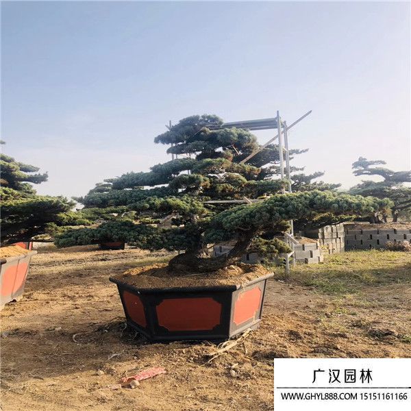 宮島大阪松1452 (1).jpg