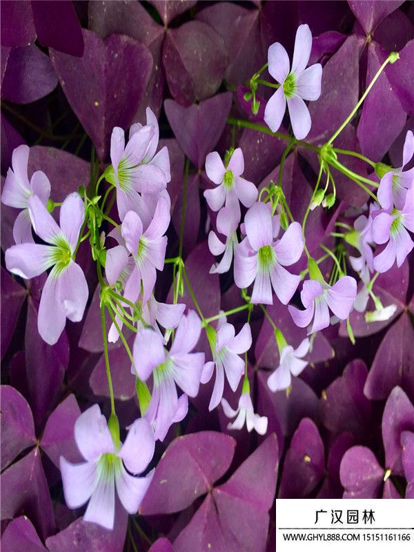 紫葉酢漿草 (2).jpg