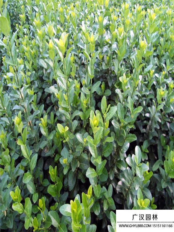 膠東衛(wèi)矛苗 (10).jpg