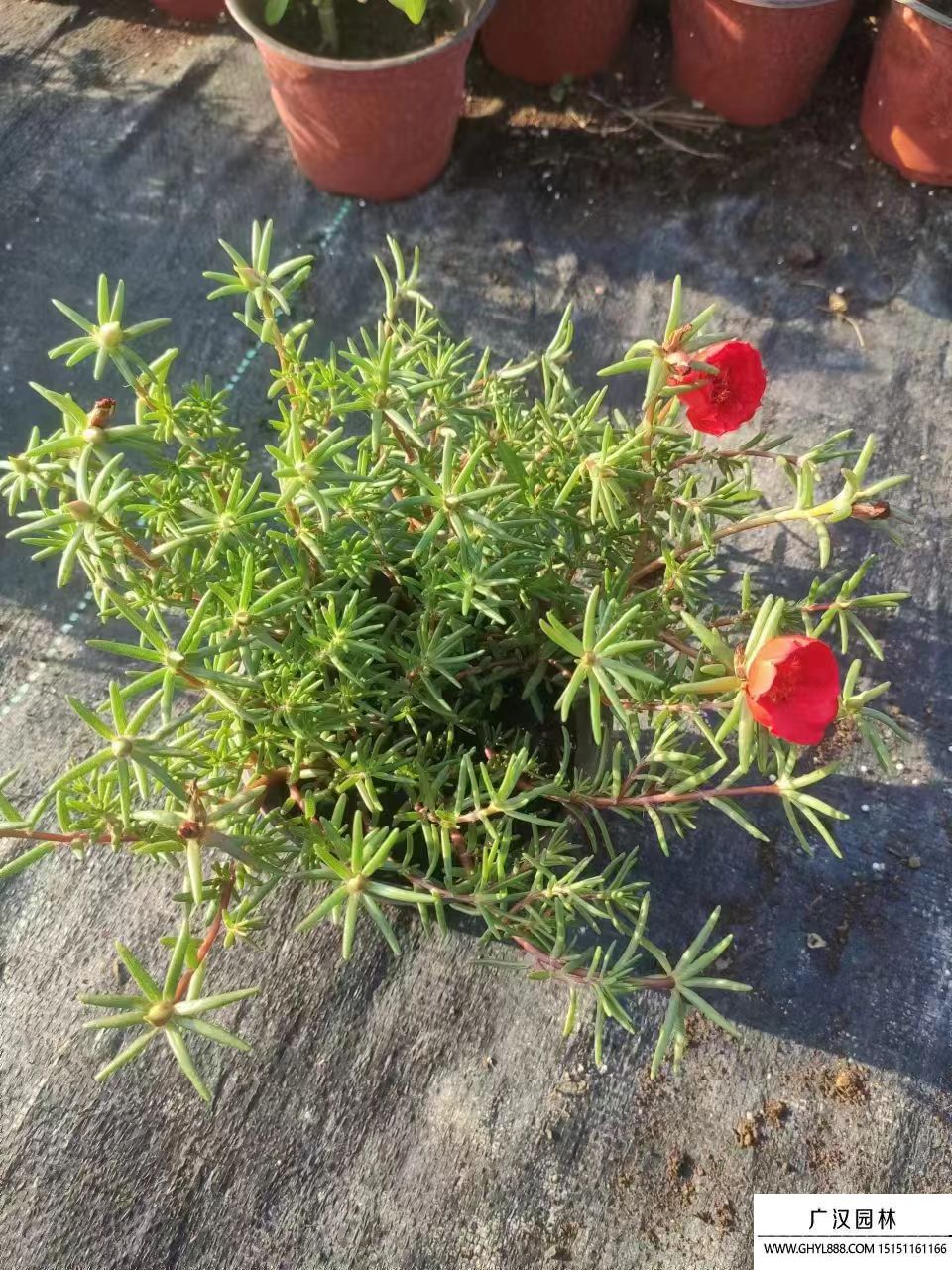 太陽(yáng)花 (8).jpg