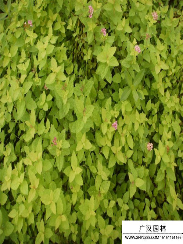 金山繡線(xiàn)菊 (7).jpg