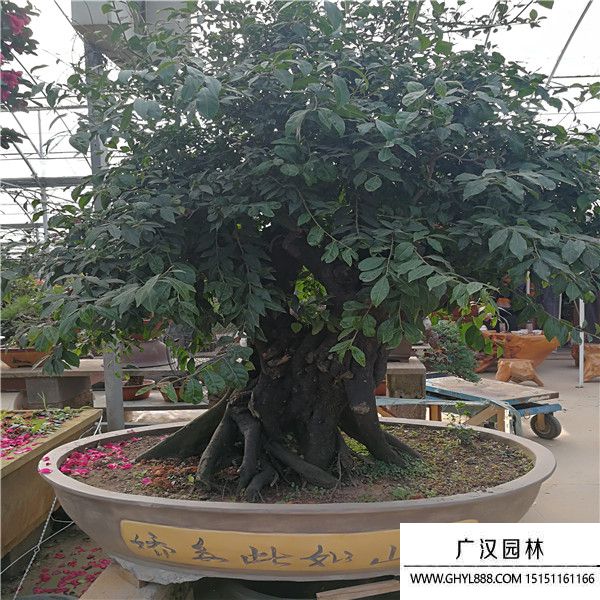 金彈子樁 (1).jpg