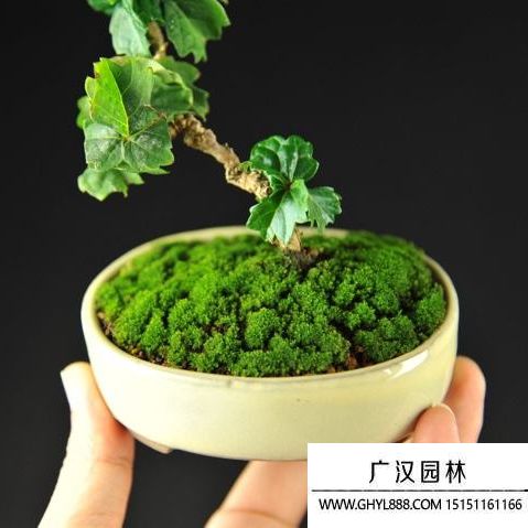 美國爬山虎盆景 美國爬山虎盆景