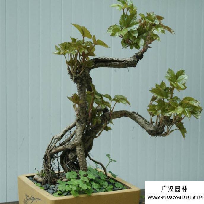 美國爬山虎盆景 美國爬山虎盆景