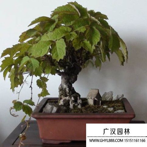 美國爬山虎盆景 (2).jpg 美國爬山虎盆景 (2).jpg