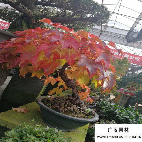 美國爬山虎盆景 (3).jpg