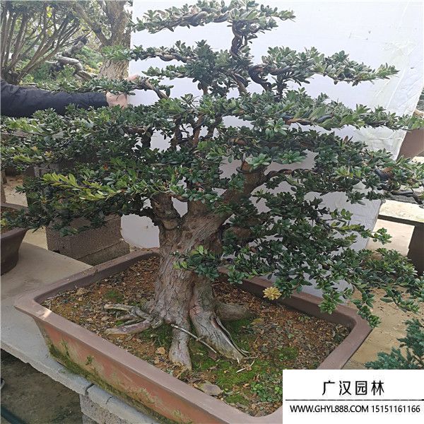 羅漢松盆景 (3).jpg