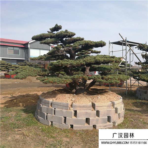 宮島大阪松 (1).jpg