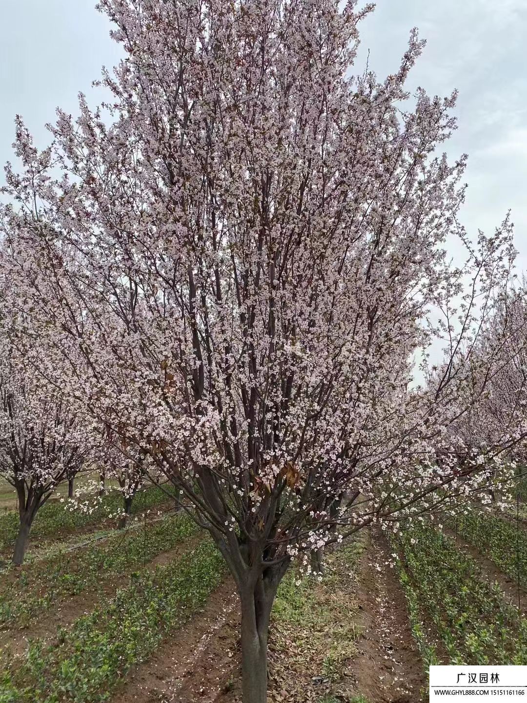 紫葉李 (6).jpg 紫葉李 (6).jpg