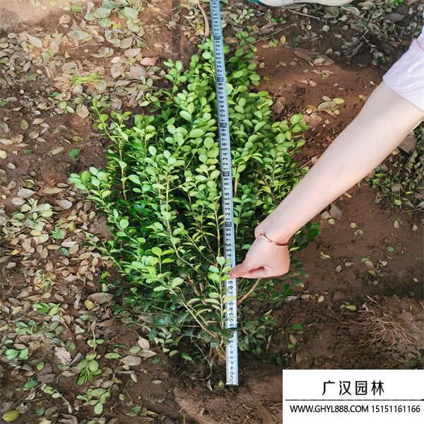 小葉黃楊 (4).jpg