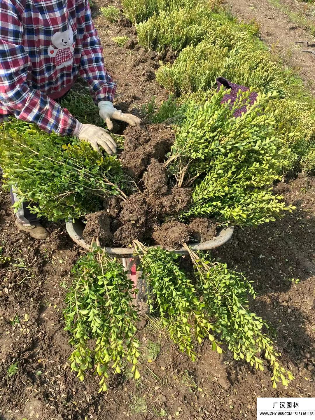 小葉黃楊 (6).jpg 小葉黃楊 (6).jpg