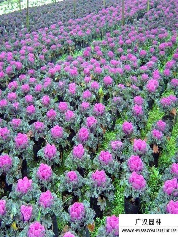 羽衣甘藍(lán) (5).jpg