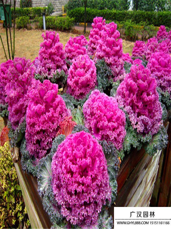 羽衣甘藍(lán) (6).jpg