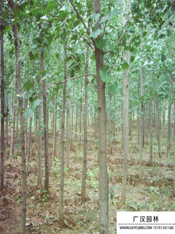 嫁接銀杏.j (4).jpg