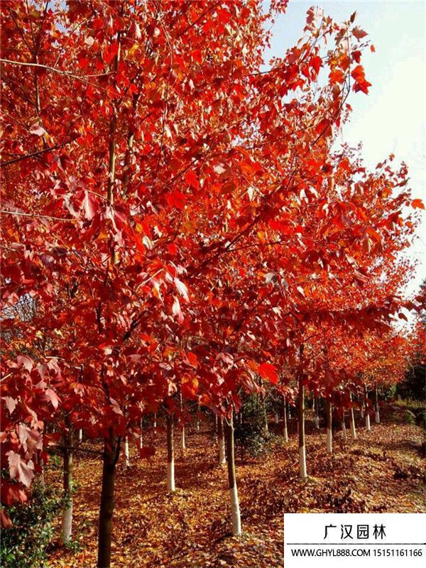 美國紅楓 (12).jpg