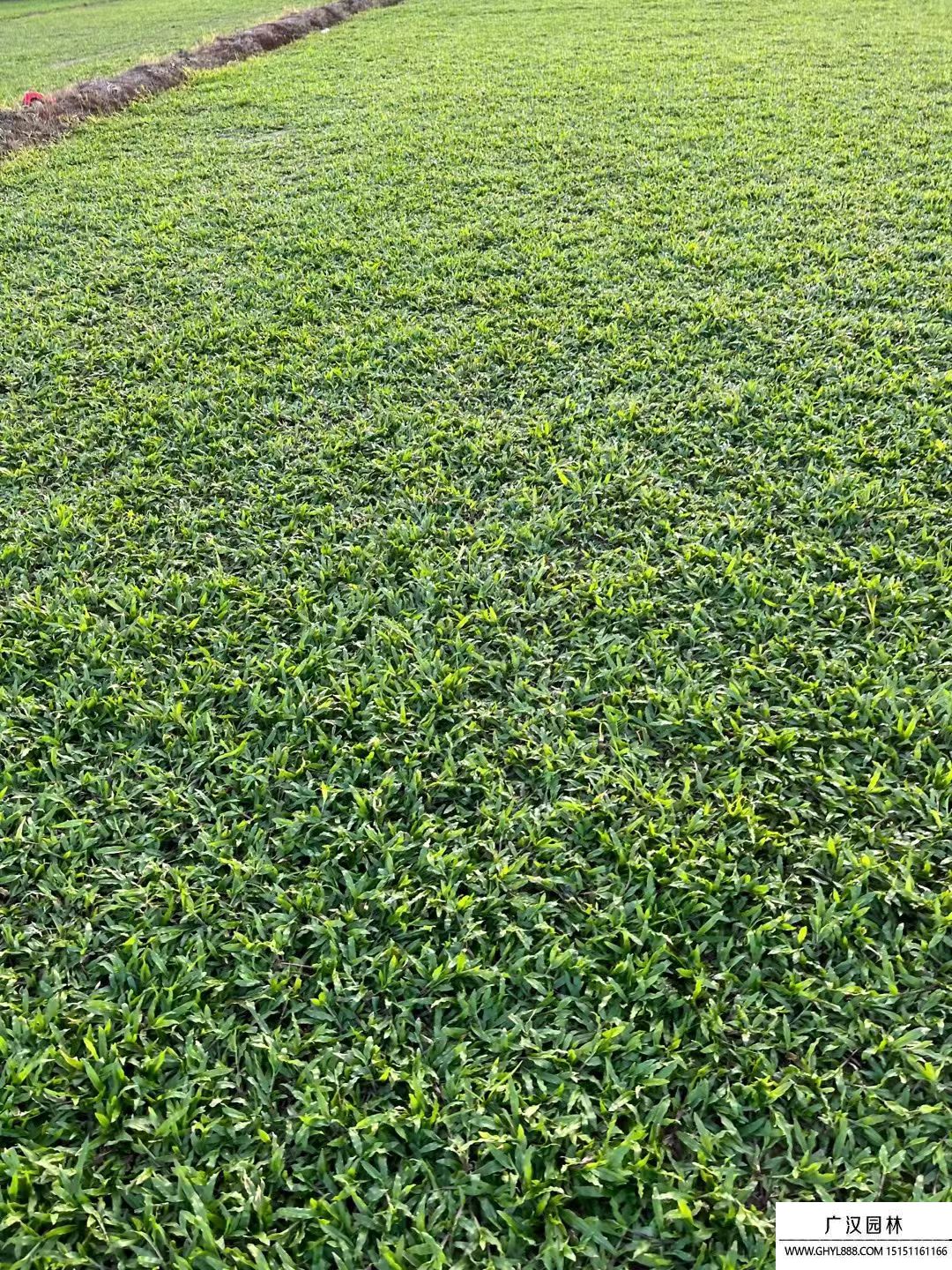 大葉油草 (2).jpg