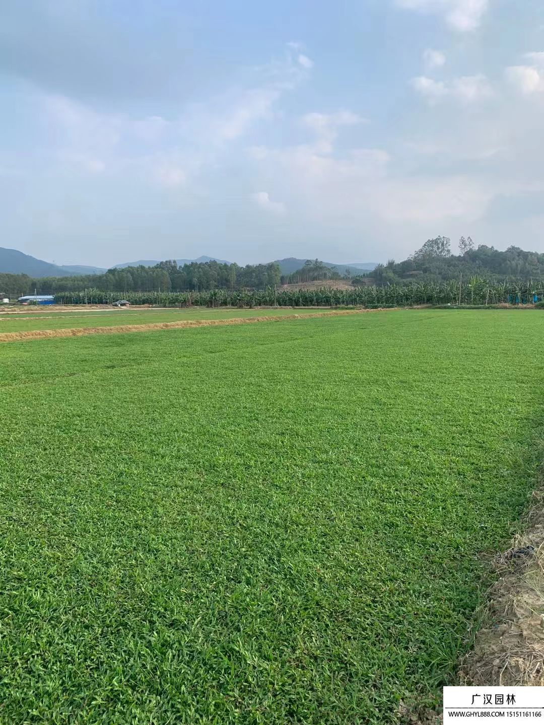 大葉油草 (4).jpg