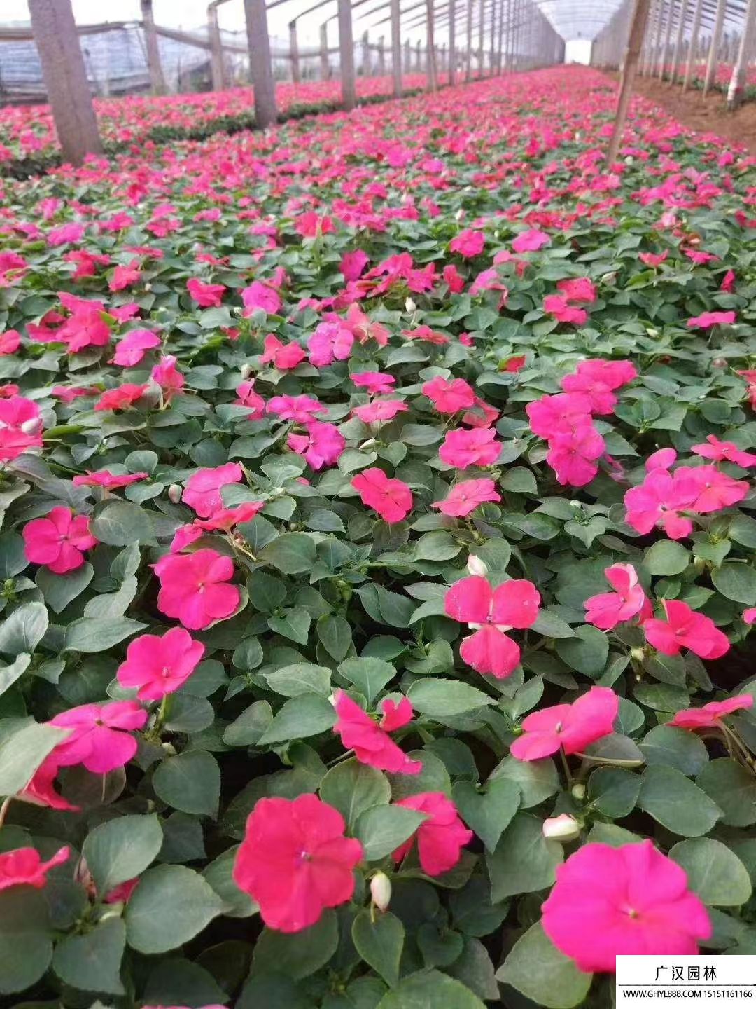 非洲鳳仙 (8).jpg